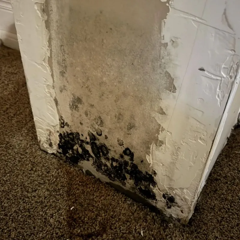 Professional Mold Removal in Newport, OH